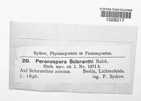 Peronospora scleranthi image